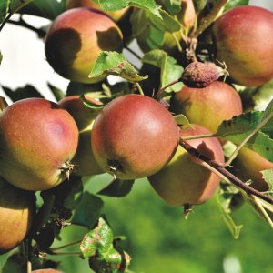 Jabloň domáca (Malus domestica) ´BELLE DE BOSKOOP´ výška: 200-250 cm, kont. C10L