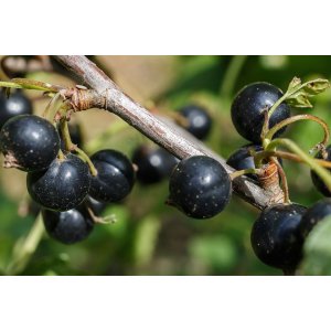 Ríbezľa čierna (Ribes nigrum) ´JUBILEJNAJA´ - výška 50-80 cm, stredne skorá, kont. C1.5L/C2L - KRÍKOVÁ