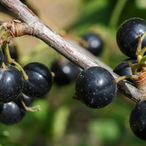 Ríbezľa čierna - kríčková (Ribes nigrum) ´JUBILEJNAJA´ - výška 70-100 cm, stredne skorá, kont. 1.5L