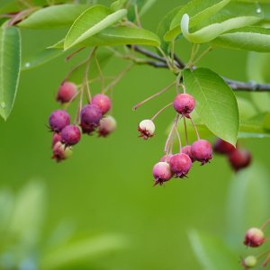 Muchovník kanadský (Amelanchier canadensis) ´OCTOBER FLAME´, výška: 100-130 cm, kont.C10L