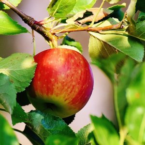 Jabloň domáca (Malus domestica) ´ŠAMPION´ - výška: 120-140 cm, voľnokorenná