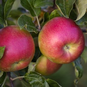 Jabloň domáca (Malus domestica) ´IDARED´ - výška: 130-150 cm, voľnokorenná