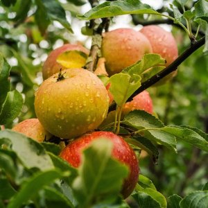 Jabloň domáca (Malus domestica) ´JONAGOLD´ - výška 130-150 cm, voľnokorenná