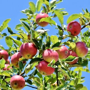 Jabloň domáca (Malus Domestica) ´PINOVA´ - výška 130-150 cm, voľnokorenná