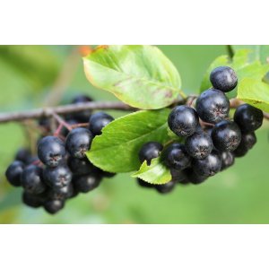 Arónia čiernoplodá (Aronia melanocarpa) ´VIKING´, výška 120-150 cm, kont. C25L