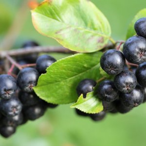 Arónia čiernoplodá (Aronia melanocarpa) ´VIKING´, výška: 60-90 cm, kont. C10L