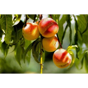 Broskyňa obyčajná (Prunus persica) ´HARNAS´ - skorá, výška 170-200 cm, voľnokorenná