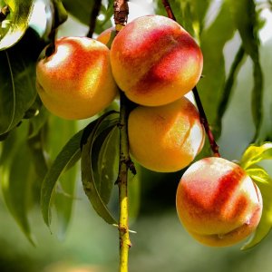 Broskyňa obyčajná (Prunus persica) ´HARNAS´ - skorá, výška 180-220 cm, voľnokorenná