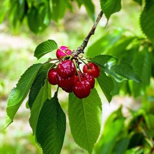 Mini višňa nízkokmenná (Prunus cerasus) ´PIEMONT´ - skorá, výška: 80-100 cm, kont. C10L 