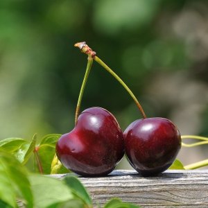 Višňa (Prunus cerasus) ´GRONIASTA´ - neskorá, výška 130-150 cm - voľnokorenná