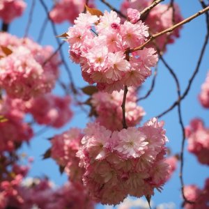 Čerešňa okrasná (Prunus serrulata) ´KIKU SHIDARE´ (sakura) - výška: 200-250 cm, obvod kmeňa: 8/10 cm, kont. C30L 