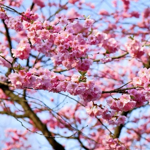 Čerešňa okrasná (Prunus serrulata) ´KIKU SHIDARE´ (sakura) - výška: 150-200 cm, obvod kmeňa: 4/6 cm, kont. C5L