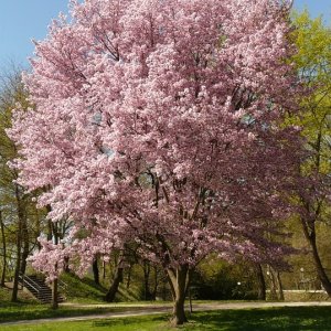 Čerešňa okrasná (Prunus serrulata) ´SNOW FOUNTAIN´ výška: 120-150 cm, obvod kmeňa 6/8 cm, kont. C15L