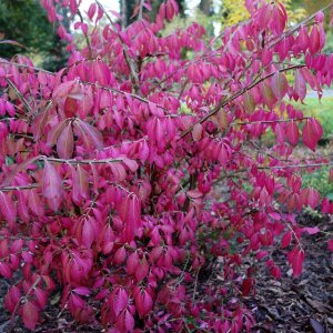 Bršlen krídlatý (Euonymus Alatus) výška: 50-70 cm, kont. C10L