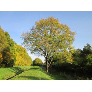 Jaseň štíhly (Fraxinus excelsior) ´WESTHOF GLOIRE´ - výška 200-250 cm,  kont. C18L
