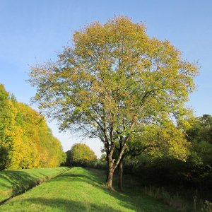 Jaseň štíhly (Fraxinus excelsior) ´WESTHOF GLOIRE´, výška: 350-400 cm, obvod kmeňa 12/14 cm, kont. C45L