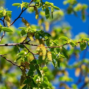 Hrab obyčajný (Carpinus betulus) - výška 350-400 cm, obvod kmeňa 8/10cm,kont. C45L