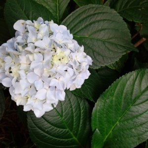 Hortenzia popínavá (Hydrangea petiolaris) výška: 100-120 cm, kont. C18L (-34°C)