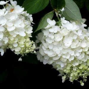 Hortenzia metlinatá (Hydrangea paniculata) ´POLAR BEAR´ - výška 70-100 cm, kont. C18L
