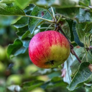 Jabloň domáca (Malus domestica) ´DELIKATES´ - výška: 140-160 cm, voľnokorenná 