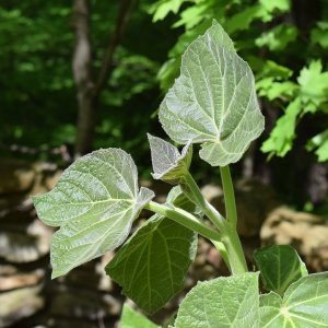 Paulovnia plstnatá (Paulownia tomentosa) - výška 250-300 cm, obvod kmeňa 12/14 cm,kont. C45L (-20°C)