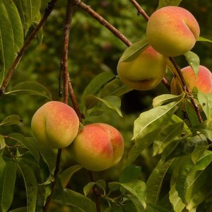 Broskyňa obyčajná(Prunus persica) ´HARROW DIAMOND´ skorá, výška: 160-180 cm - voľnokorenná