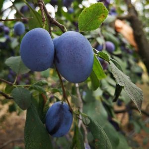 Slivka (Prunus domestica) ´HAGANTA´ - neskorá, výška: 160-180 cm, voľnokorenná 