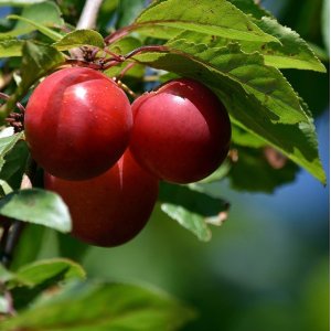 Slivko-višňa (Prunus cerasifera) ´PISSARDI´- výška: 150-180 cm, voľnokorenná