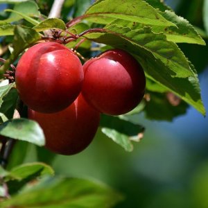 Slivko-višňa (Prunus cerasifera) ´PISSARDI´ výška: 180-220 cm, voľnokorenná