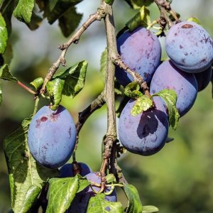 Slivka (Prunus domestica) ´JOGANTA´  - neskorá, výška: 180-220 cm, voľnokorenná 