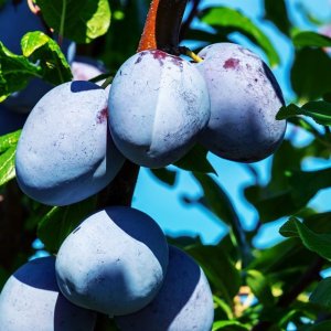 Slivka (Prunus domestica) ´TOPHIT´ - neskorá, výška: 180-200 cm, voľnokorenná 