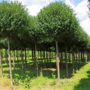 Okrasná višňa (Prunus Frutiosa) ´GLOBOSA´ výška: 200-250 cm, obvod kmeňa: 6/8 cm, kont. C15L 