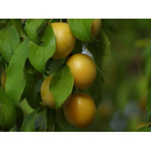 Ringlota (Prunus domestica subsp. Italica) ´REINE CLAUDE DOREE´ - výška 180-200 cm, kont. C10L