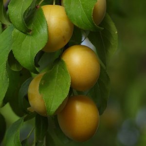 Ringlota (Prunus domestica subsp. Italica) ´REINE CLAUDE DOREE´ - výška 180-200 cm, kont. C10L