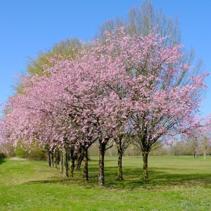 Čerešňa okrasná (Prunus serrulata) ´SNOW FOUNTAIN´ výška: 200-250 cm, obvod kmeňa: 6/8 cm, kont. C15L 