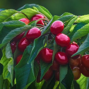 Čerešňa vtáčia (Prunus avium) ´REVERCHON´ stredne skorá, výška: 200-240 cm, obvod: 6/8 cm, kont. C10L