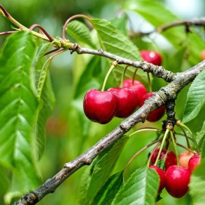 Čerešňa vtáčia (Prunus avium) ´BIGGAREAU NAPOLEON´ neskorá, výška 190-220 cm, obvod kmeňa 6/8 cm, kont. C10L