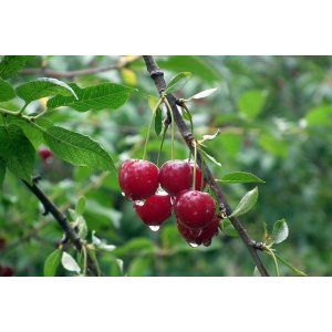 Čerešňa vtáčia (Prunus avium) ´COEUR DE PIGEON´ - výška 200-250 cm, obvod kmeňa 6/8 cm, kont. C10L