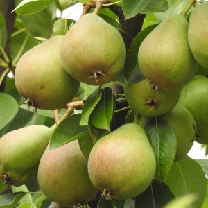 Hruška obyčajná (Pyrus communis) ´BONNE LOUISE´, neskorá, výška: 180-200 cm, obvod kmeňa: 6/8 cm, kont. C10L