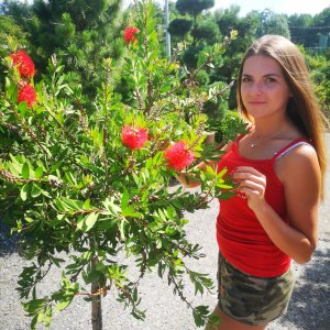 Tyčinkovec (Callistemon) ´LAEVIS´ - výška 130-150 cm, kont. C18L - na kmienku