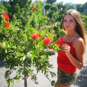 Tyčinkovec (Callistemon citrinus) ´SPLENDENS´ výška: 100-130 cm, kont. C7L - NA KMIENKU, červený