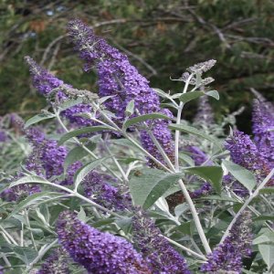 Budleja Dávidova - Buddleja Davidii ´LOCHINCH´, kont. P15 