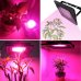 PROFI LED REFLEKTOR pre všetky rastliny, ružová, 50W, 220 V