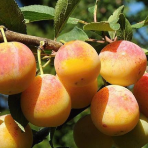 Mirabelka (Prunus domestica) ´NANCYSKÁ´ - stredne skorá 60-80 cm, voľnokorenná