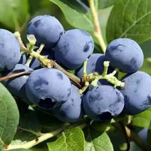 Čučoriedka kanadská (Vaccinium corymbosum) ´BLUECROP´- stredne skorá 30-70 cm; kont. C1L