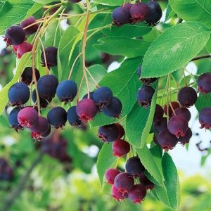 Muchovník jelšolistý (Amelanchier alnifolia) ´HONEYWOOD´- výška 40-60 cm, kont. P9