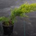 Borievka prostredná (Juniperus x media) ´MORDIGAN GOLD´ - priemer rastliny 30-50 cm, kont. C2L