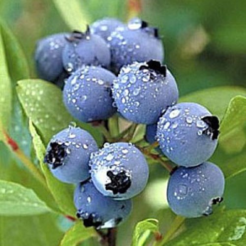 Čučoriedka kanadská (Vaccinium corymbosum) ´TORO´ - stredne skorá 30-60 cm; kont. C1L