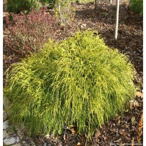 Cypruštek hrachonosný (Chamaecyparis pisifera) ´GOLDEN MOP ´ - výška 20-30 cm, kont. C5L