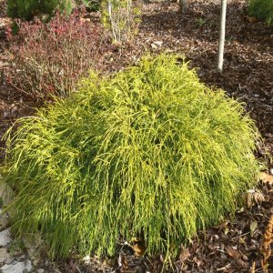 Cypruštek hrachonosný (Chamaecyparis pisifera) ´GOLDEN MOP ´ - výška 20-30cm, kont. C5L